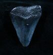 Bargain Megalodon Tooth - Venice, FL #3813-1